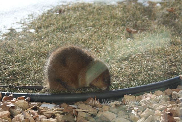 Muskrat1