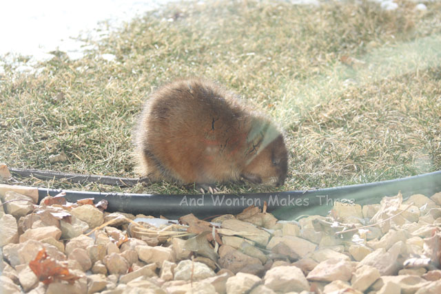 Muskrat2