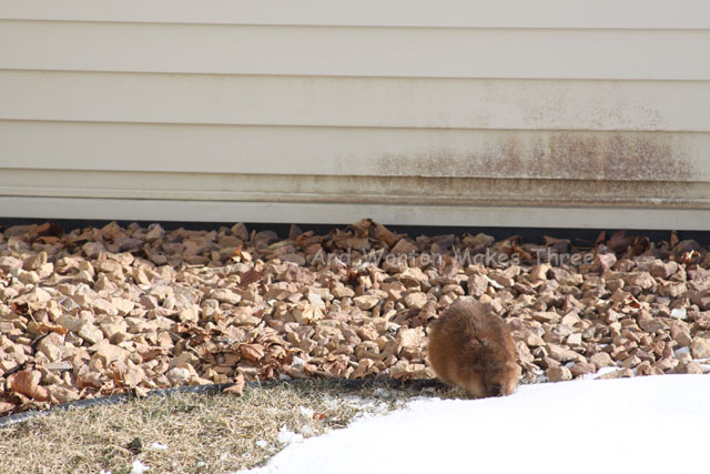 Muskrat3
