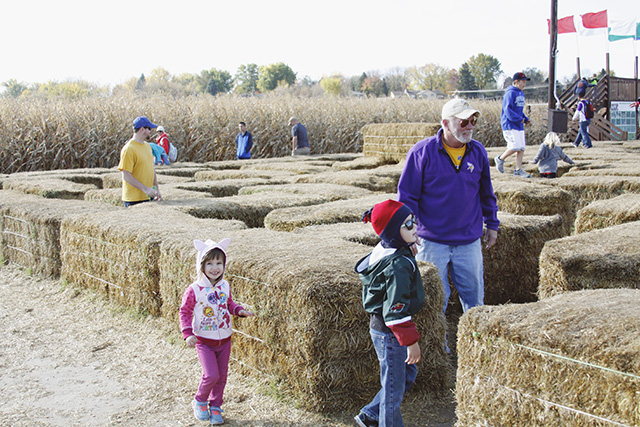 cornmaze22