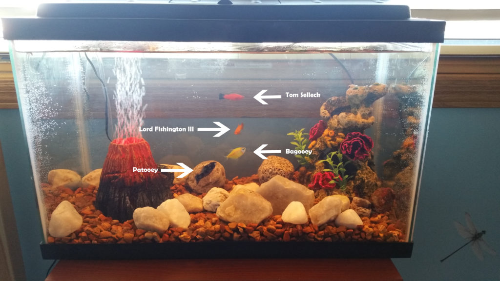 named-fish